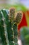 Echinopsis cactus with offshoots of babies or pups