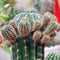 Echinopsis cactus with offshoots of babies or pups