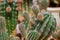 Echinopsis cactus with offshoots of babies or pups