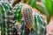 Echinopsis cactus with offshoots of babies or pups