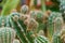 Echinopsis cactus with offshoots of babies or pups