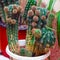 Echinopsis cactus with offshoots of babies or pups