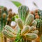 Echinopsis cactus with offshoots of babies or pups