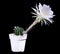 Echinopsis cactus with white flower blooming in planting pot