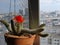 Echinopsis Chamaecereus cactus with a flower