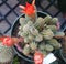 Echinopsis chamaecereus, Peanut Cactus