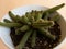 Echinopsis chamaecereus peanut cactus in a white decorative planter closeup