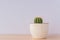 Echinopsis Eirieza cactus in white rustic ceramic pot on grey background. Domestic gardenning for beginners. Copy space for text