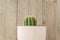 Echinopsis Eirieza cactus in white rustic ceramic pot on wooden background. Domestic gardenning for beginners. Copy space for text