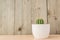 Echinopsis Eirieza cactus in white rustic ceramic pot on wooden background. Domestic gardenning for beginners. Copy space for text