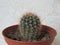 Echinopsis Eirieza is a favorite plant of beginner gardeners