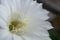 Echinopsis eyriesii cactus flower