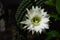 Echinopsis eyriesii cactus flower
