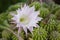 Echinopsis Flower