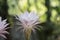 Echinopsis Flower