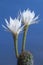 Echinopsis flower close up shot