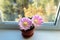 Echinopsis flowering. the echinopsis cactus blooms with two flowers at the same time