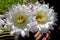 Echinopsis flowers  4
