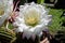 Echinopsis flowers  5