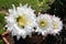 Echinopsis flowers  5