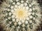 Echinopsis formosa cactus