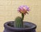 Echinopsis huascha pink flowering cactus in a pot
