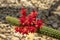 Echinopsis huascha red flowering cactus, green cacti plant in bloom