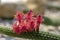 Echinopsis huascha red flowering cactus, green cacti plant in bloom