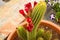 Echinopsis huascha red flowering cactus, red flowers