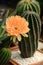 Echinopsis hybrid Orange Paramount.