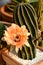 Echinopsis hybrid Orange Paramount Cactus.