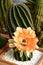 Echinopsis hybrid Orange Paramount Cactus.