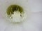 Echinopsis multiplex flower close up
