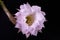 Echinopsis Oxygona Flower