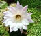 Echinopsis Silvestrii white cactus flower
