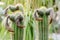 Echinopsis spachiana Details