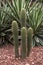 Echinopsis spachiana with four columns in garden