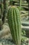 Echinopsis spachiana golden torch cactus