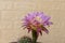 Echinopsis spachiana torch cactus or golden column cactus with flower