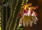 A echinopsis spiky cactus flower blooms