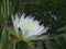 Echinopsis spiky cactus white flower