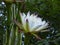 Echinopsis spiky cactus white flower