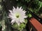 Echinopsis subdenudata