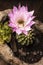 Echinopsis subdenudata cactus flower