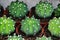 Echinopsis Subdenudata cactus pots for sale