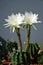 Echinopsis subdenudata with Flowers