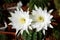 Echinopsis subdenudata Flowers