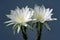 Echinopsis subdenudata Flowers