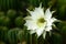 Echinopsis subdenudata with fully blossom of white flower