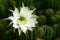 Echinopsis subdenudata with fully blossom of white flower